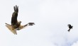 Red kites playing