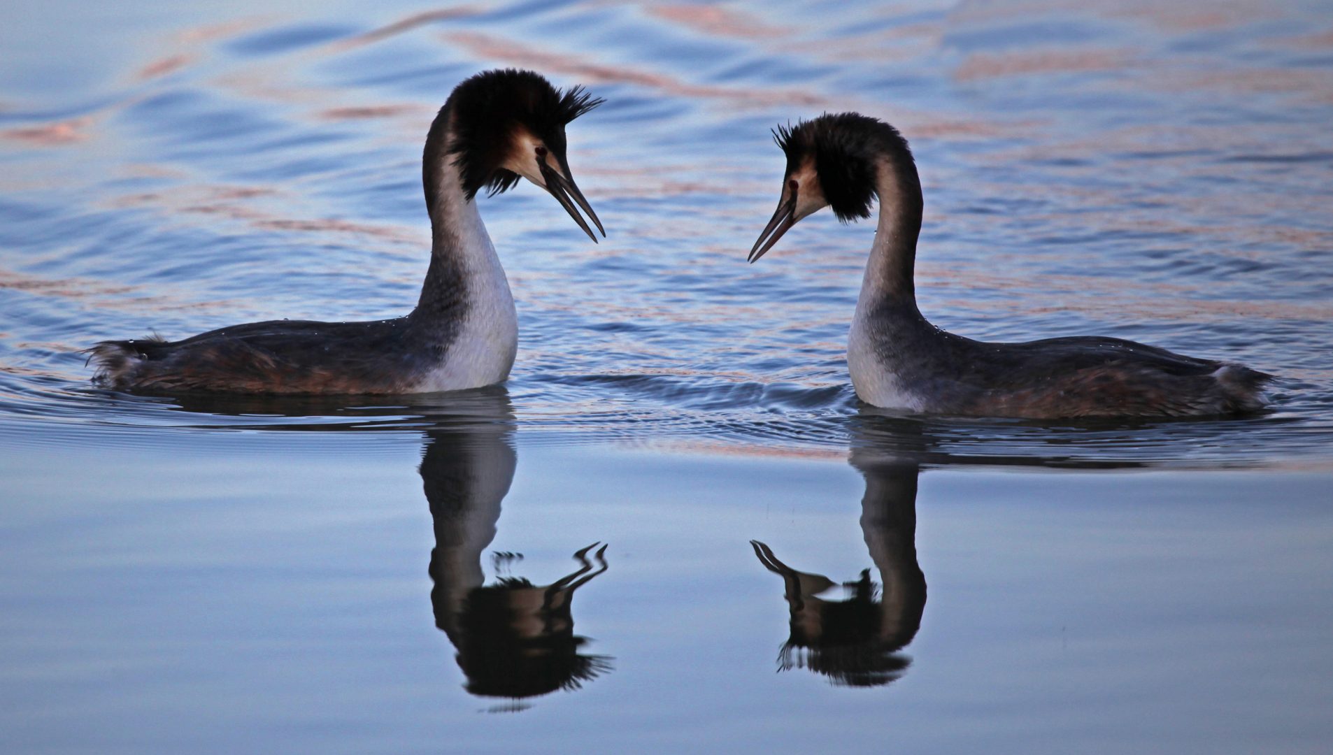 Great crested greeb